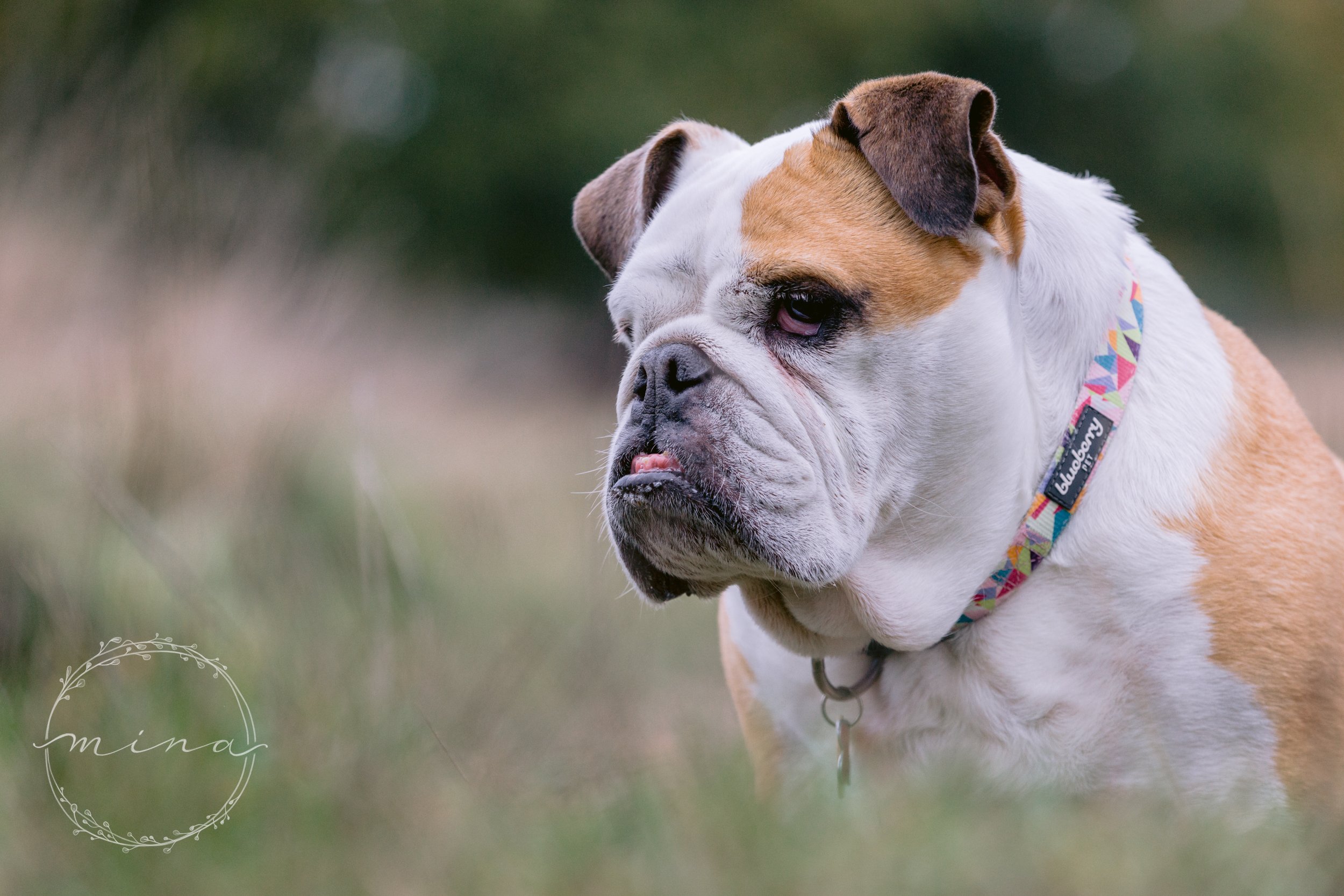 Senior Dog Photography