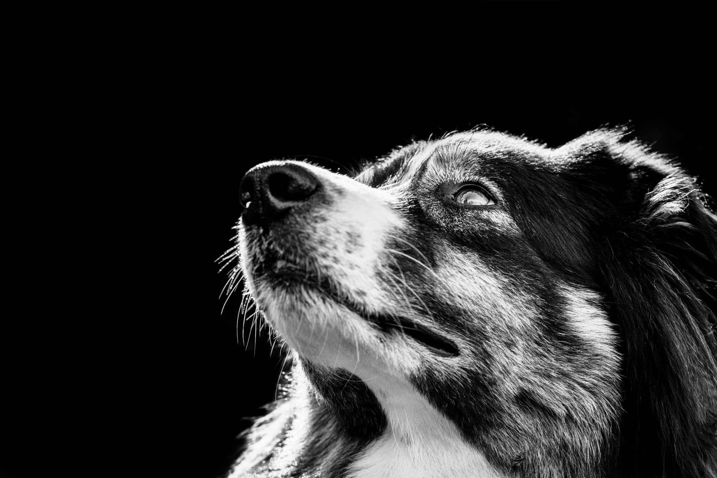Mina Milanovic Photography | London Dog Photographer | Dog Portrait Photographer.jpg