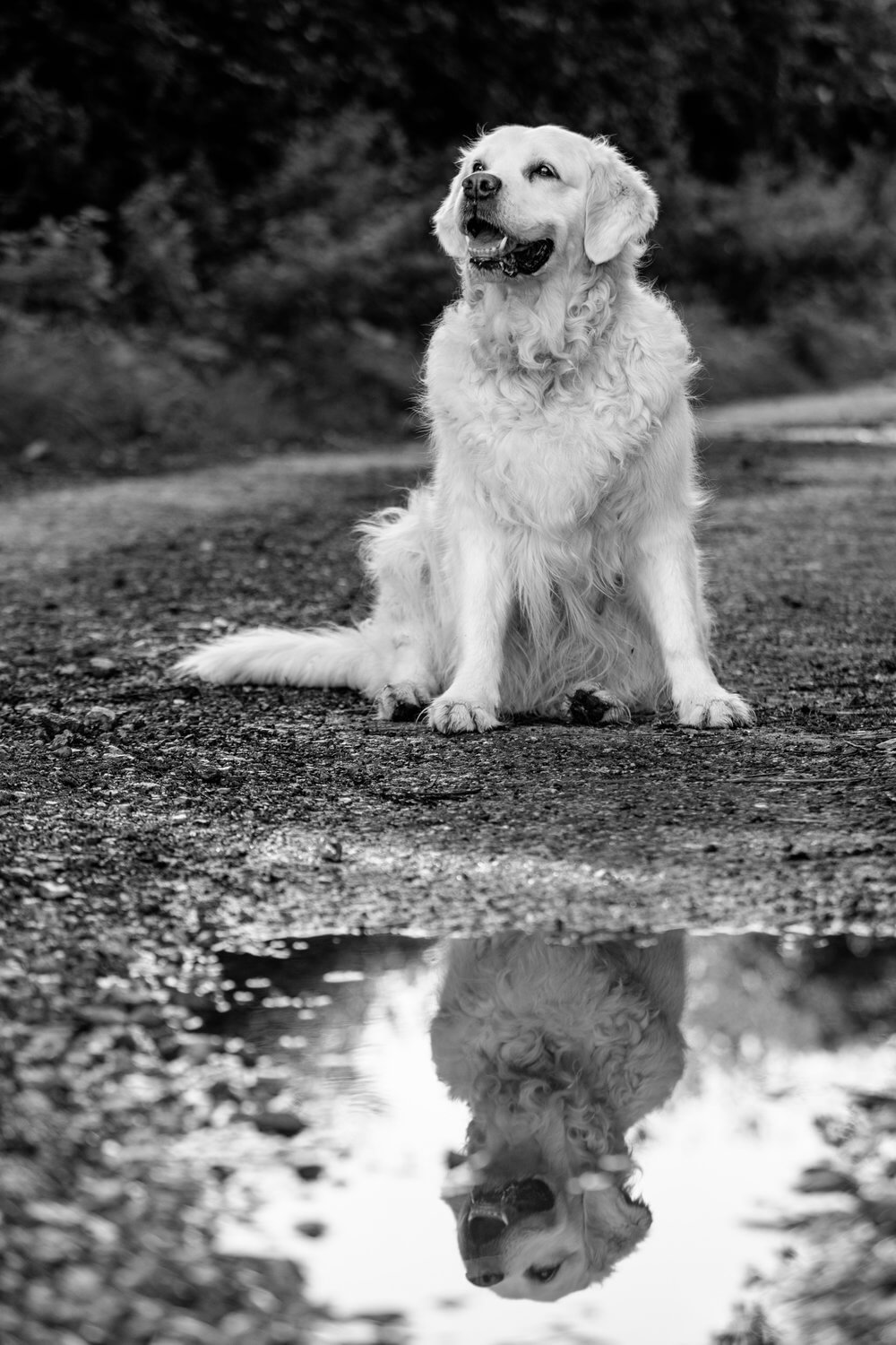 Mina Milanovic Photography | Dog Photography | Dog Photoshoot in Forest Green.jpg