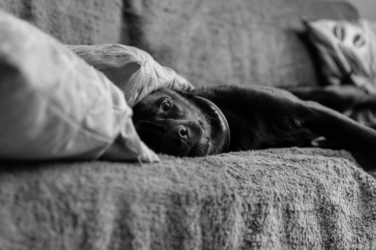 Mina Milanovic Photography | Dog Photography | Bushy Park Dog Photoshoot.jpg