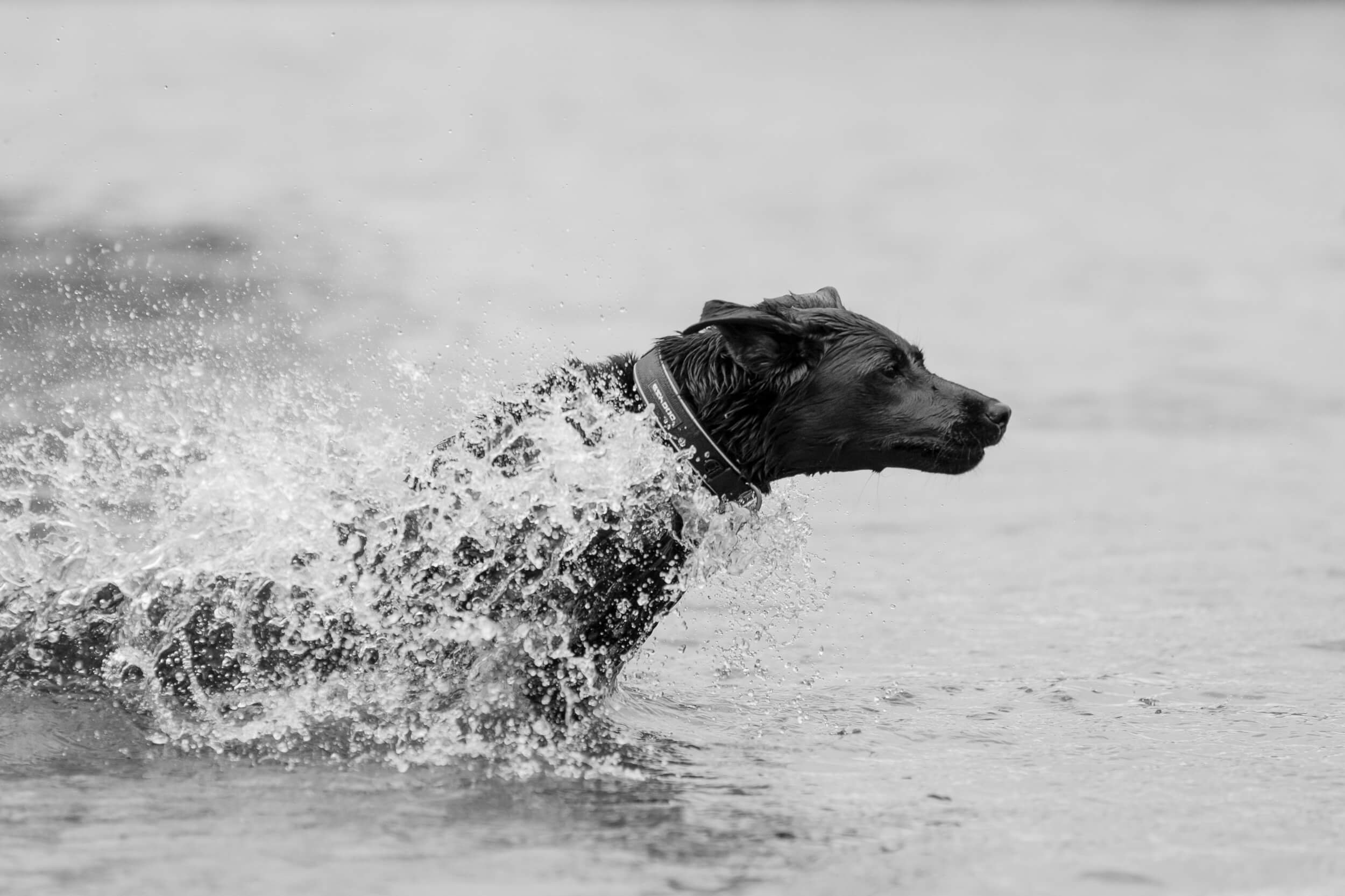 Mina Milanovic Photography | Dog Photography | Dog Photo Session in Bushy Park.jpg