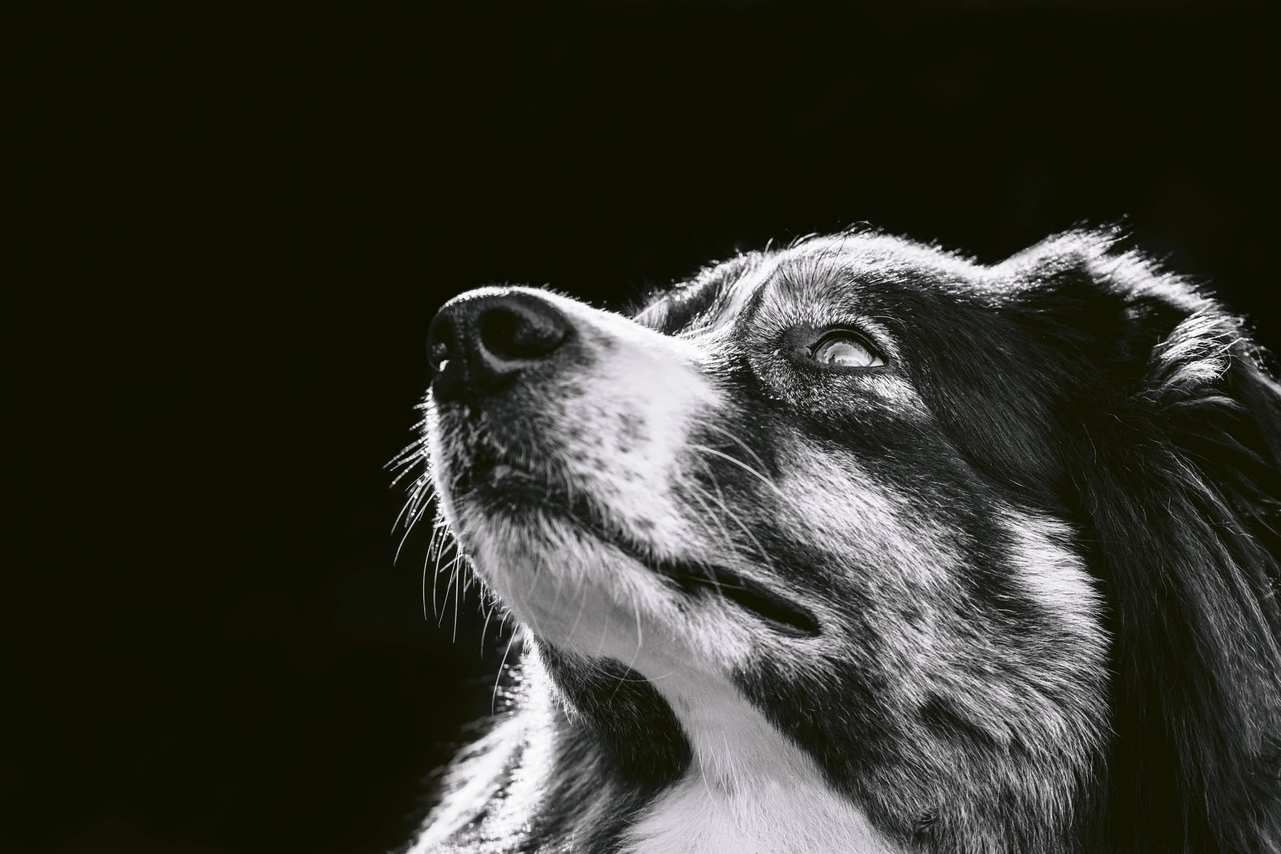 london-dog-photographer.jpg