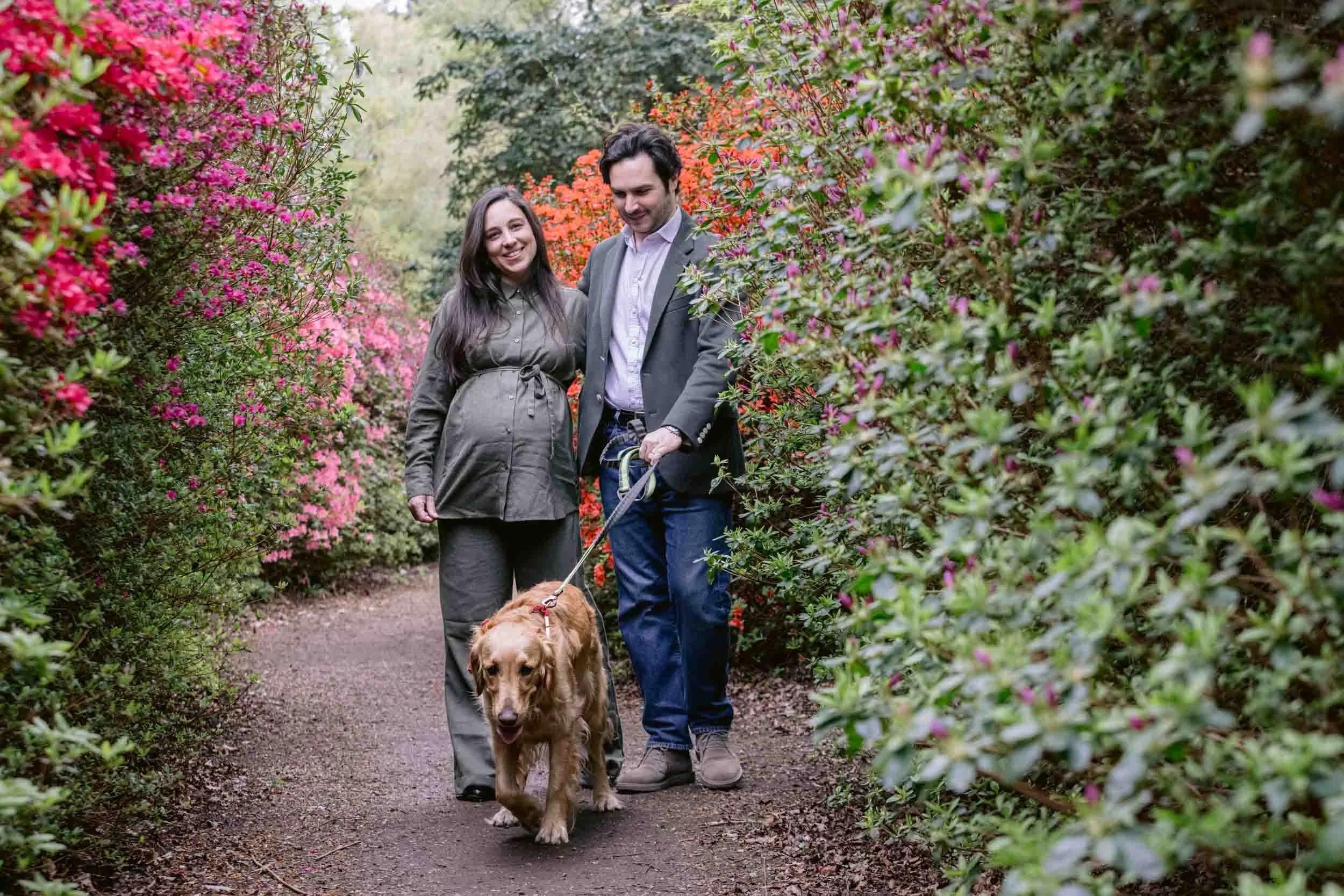 A couple and their dog walking though azaleas in Isabella plantation, Richmond park