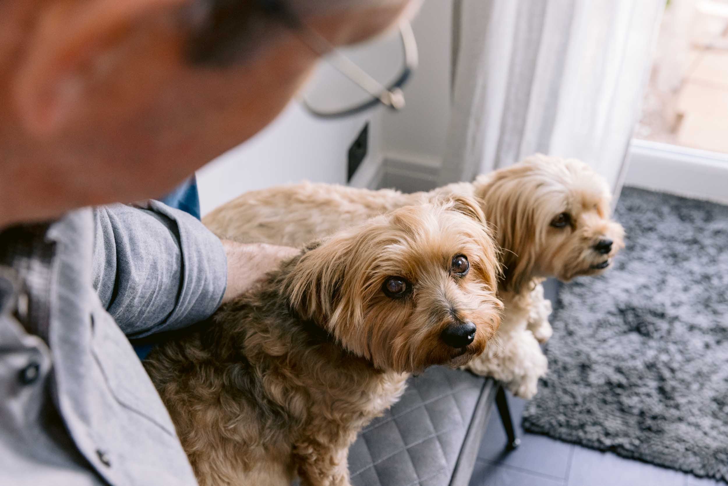 A portrait of a Yorkshire terrier and her owner in their home in London
