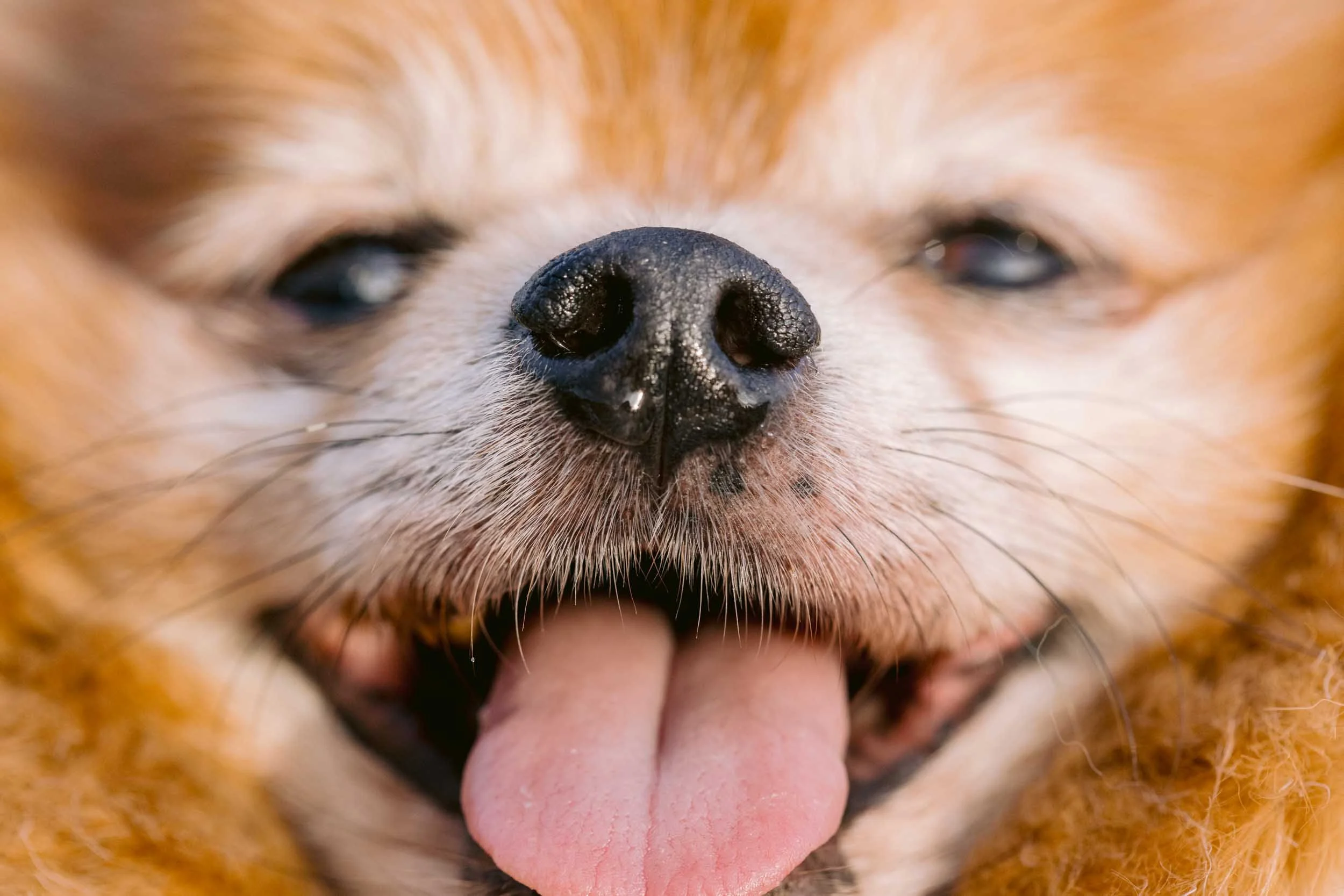Pomeranian close up during a senior dog and couple photo session in London