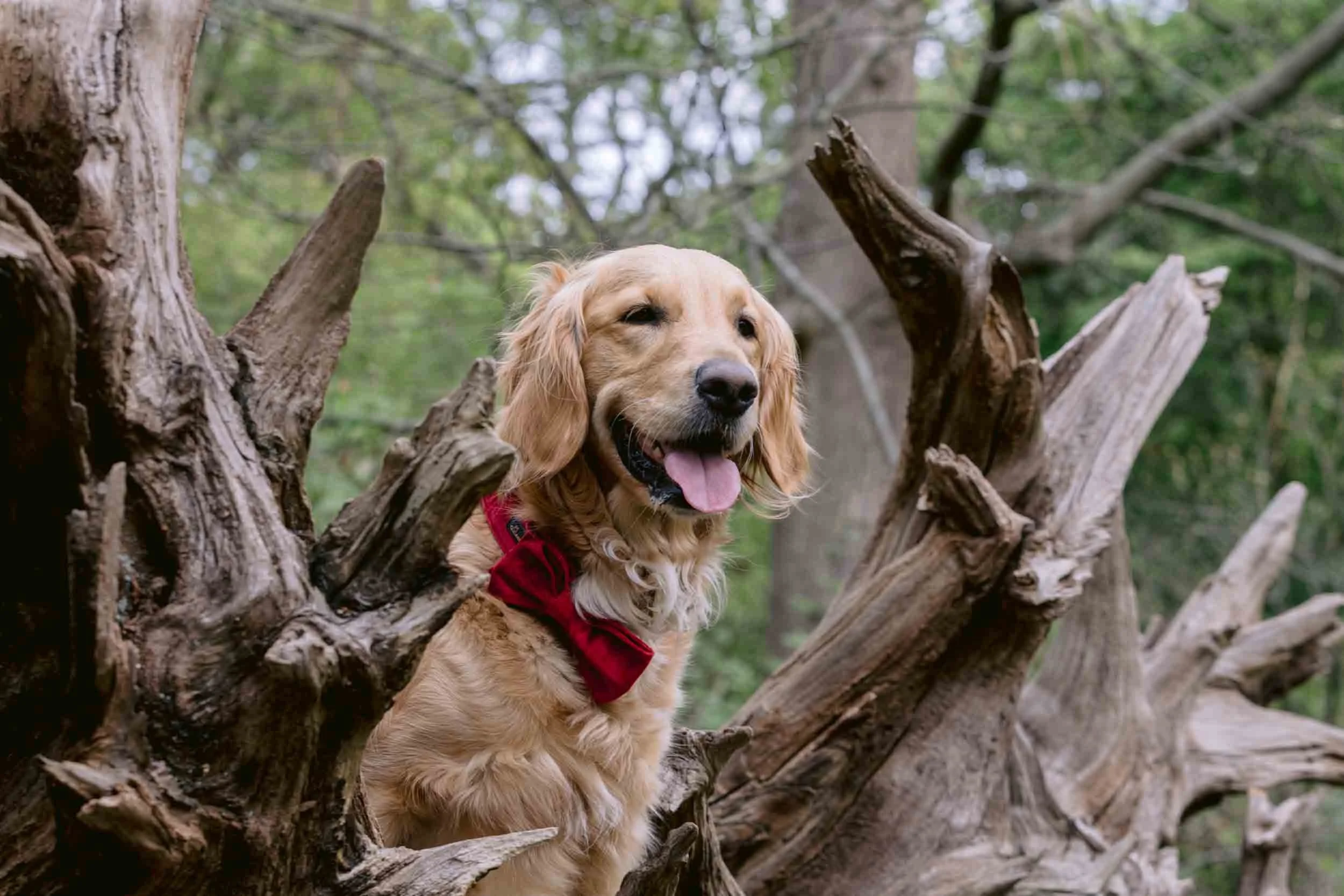 A dog portrait in Richmond park, London