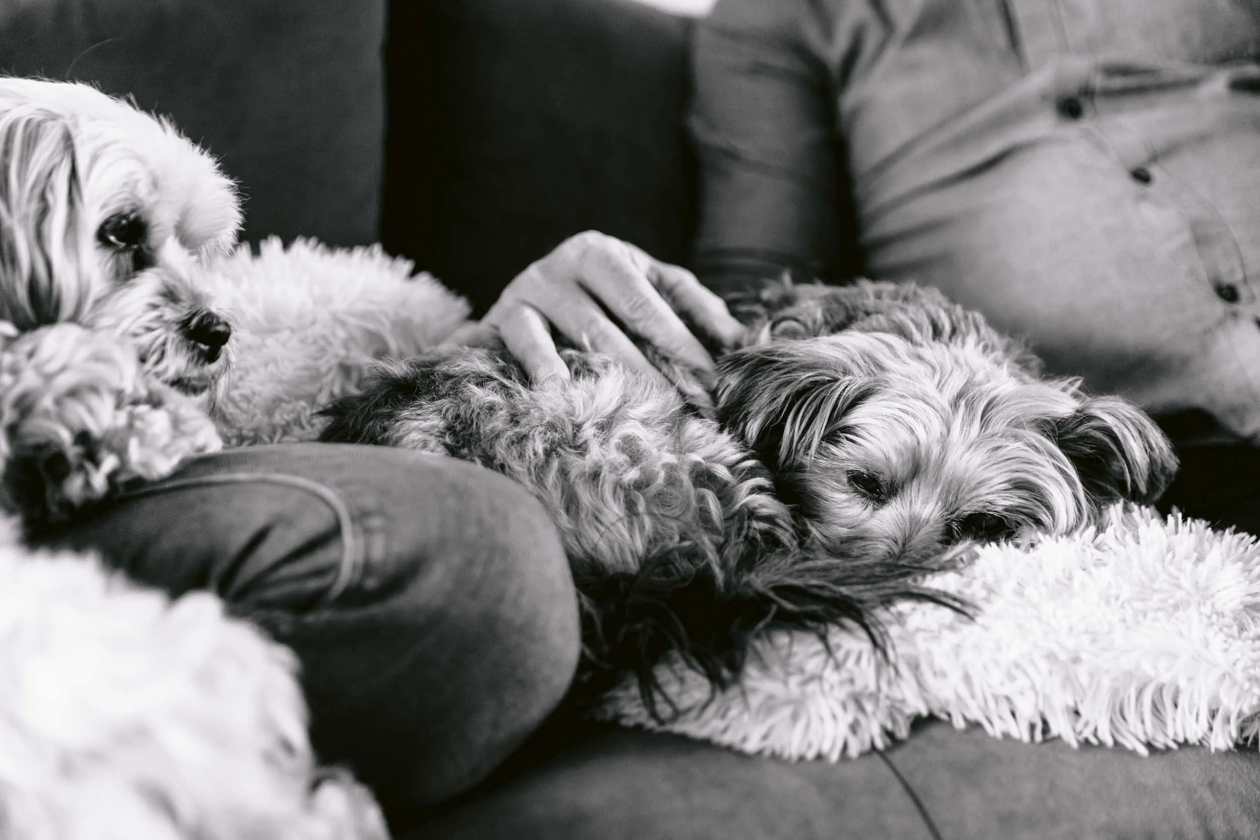 A senior dog rests by their owner during an end-of-life pet photography session in London