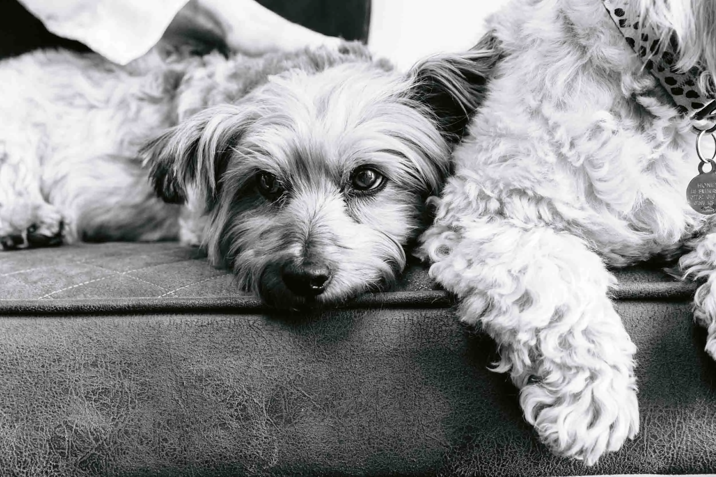 A portrait of a Yorkshere terrier resting at home in London