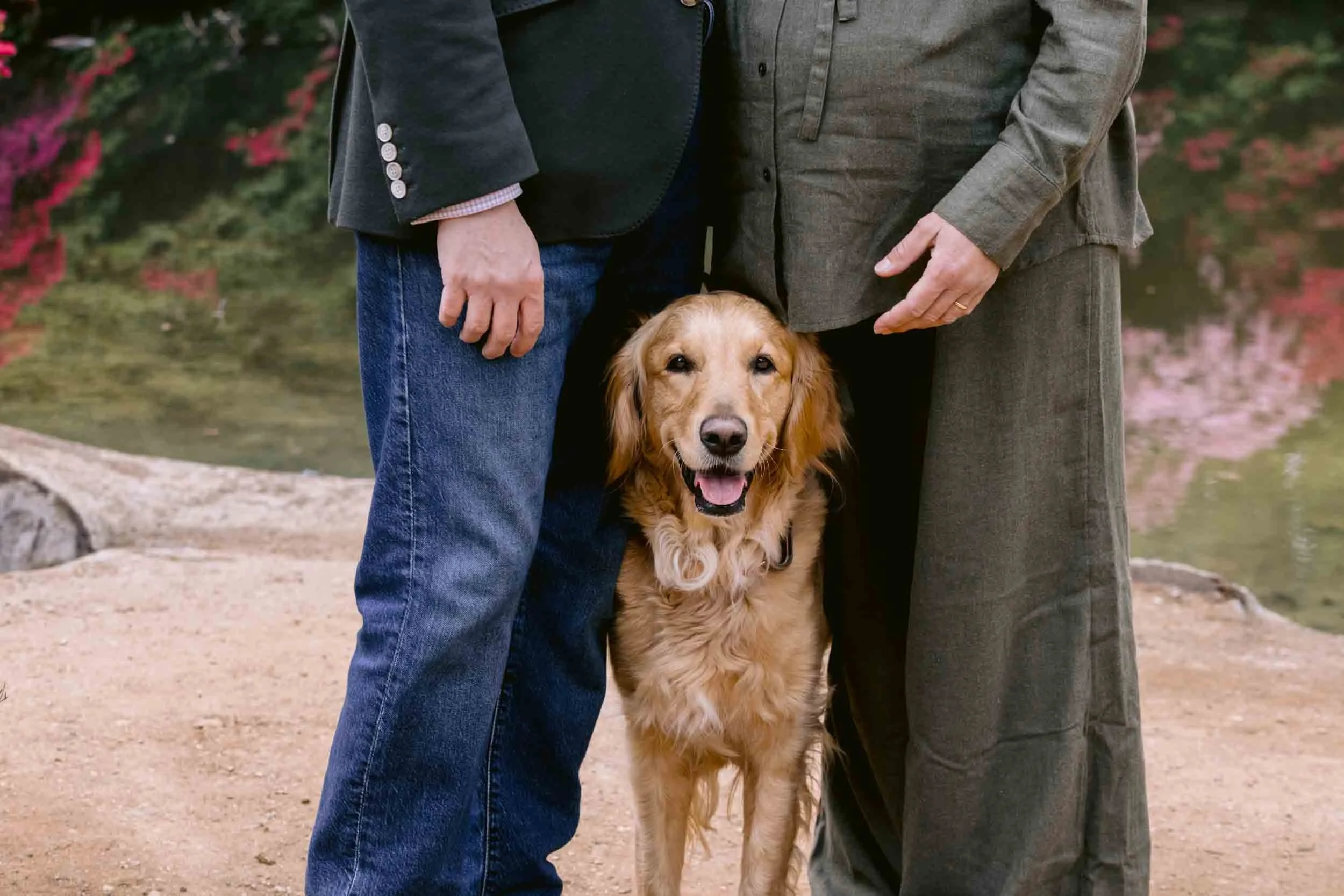 Natural maternity and dog portrait taken in Richmond Park, London