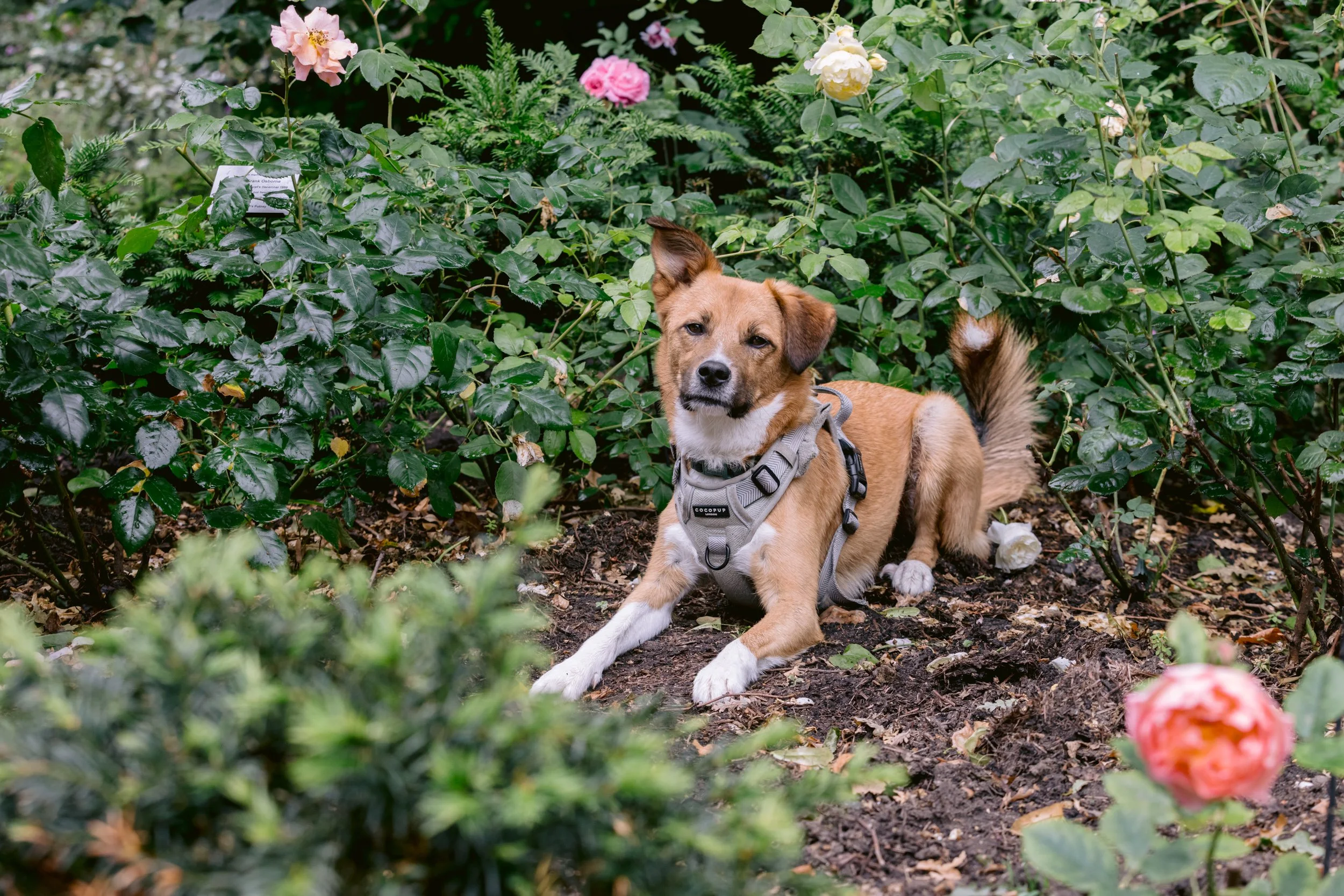 Dog resting in a rose bed during a family and dog photo session in London