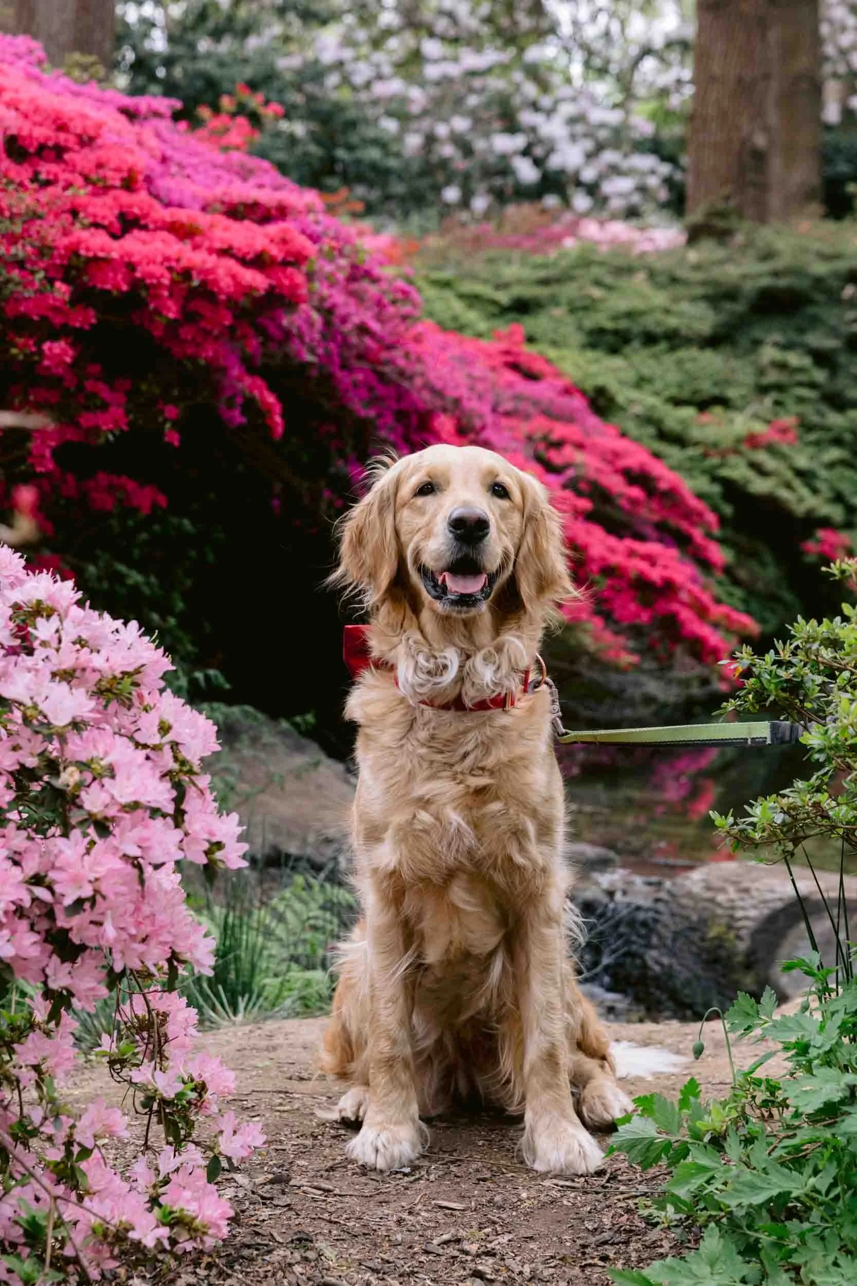A golden retriever sits in front of azaleas in Richmond park, London