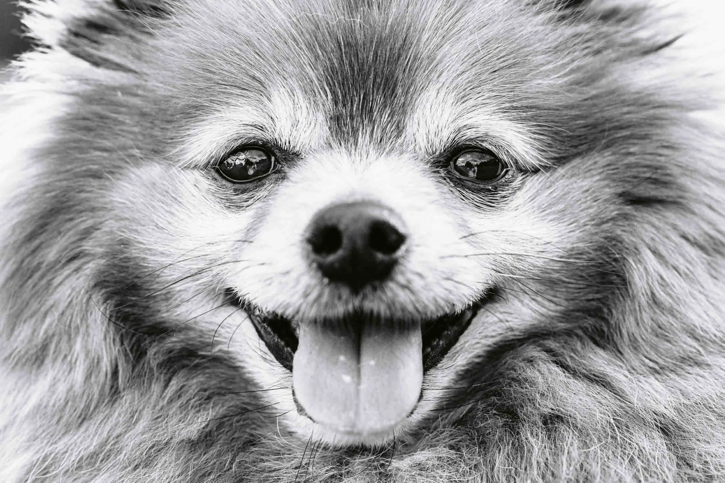 Portrait of a pomeranian during a senior photoshoot on Clapham Common in Lodnon