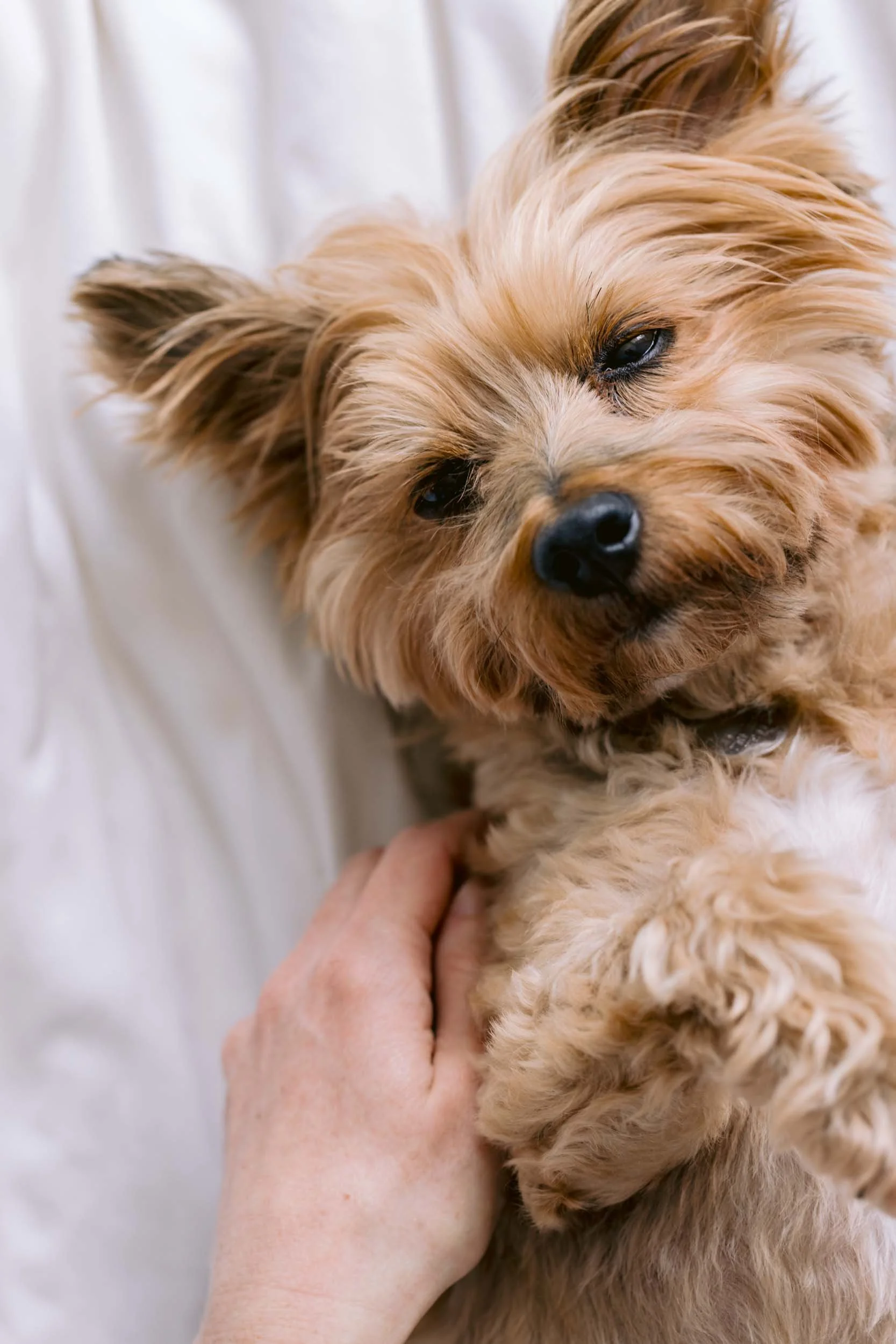 A yorkshire terrier having cuddles on bed during end-of-life dog photography session in South London
