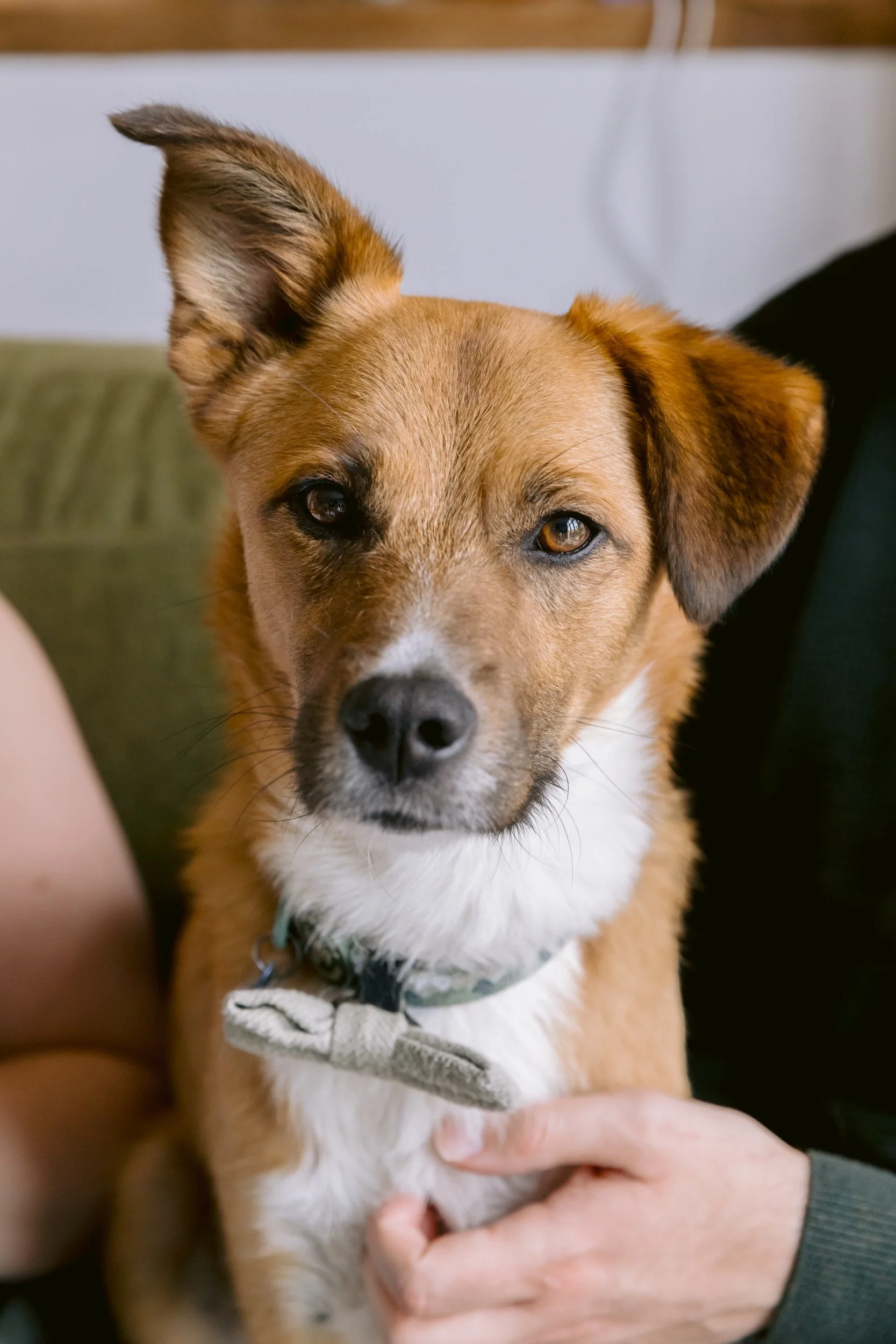 Dog portrait during a family and dog photo session in Putney