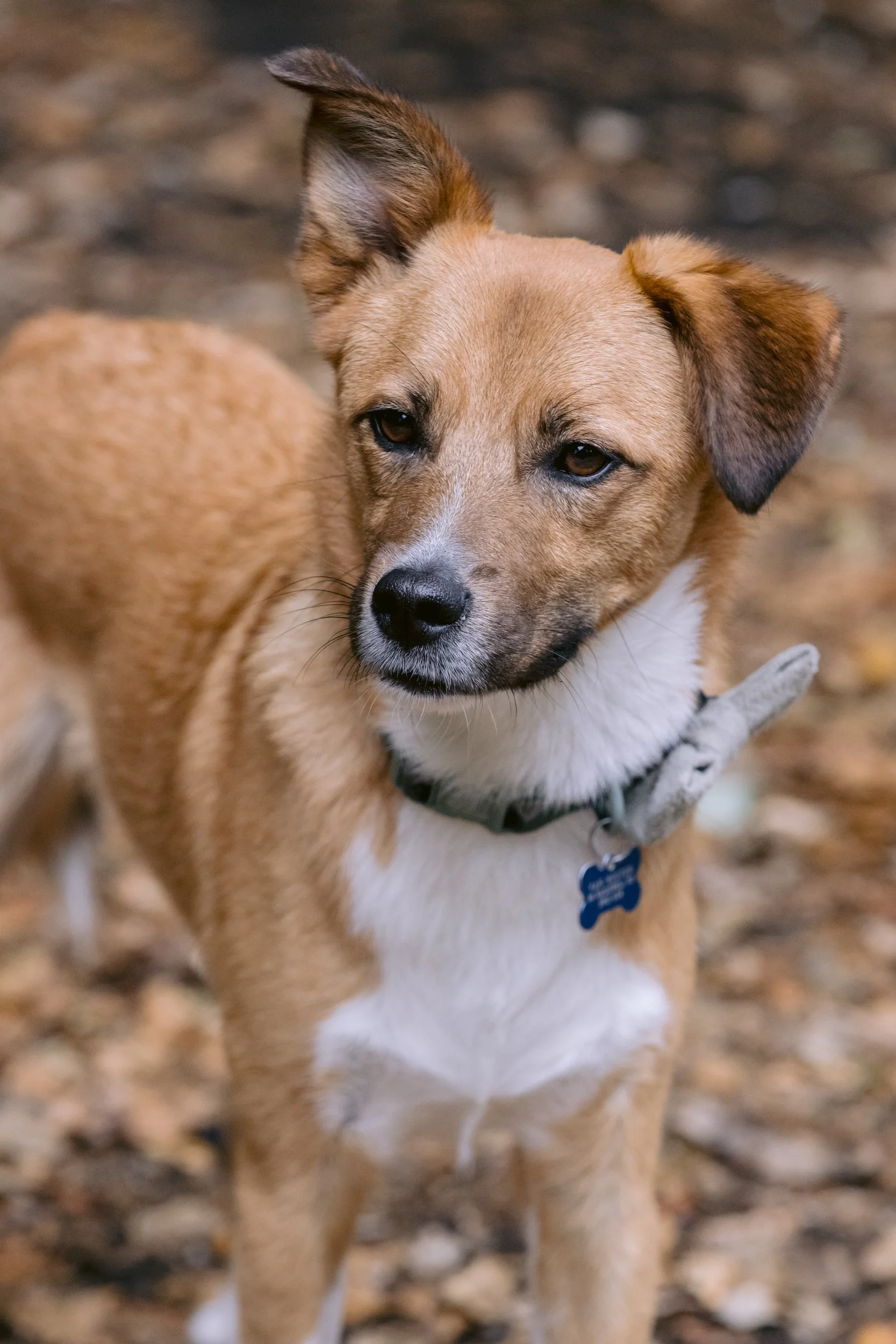 Dog portrait in a Putney park, during a dog photo session in London