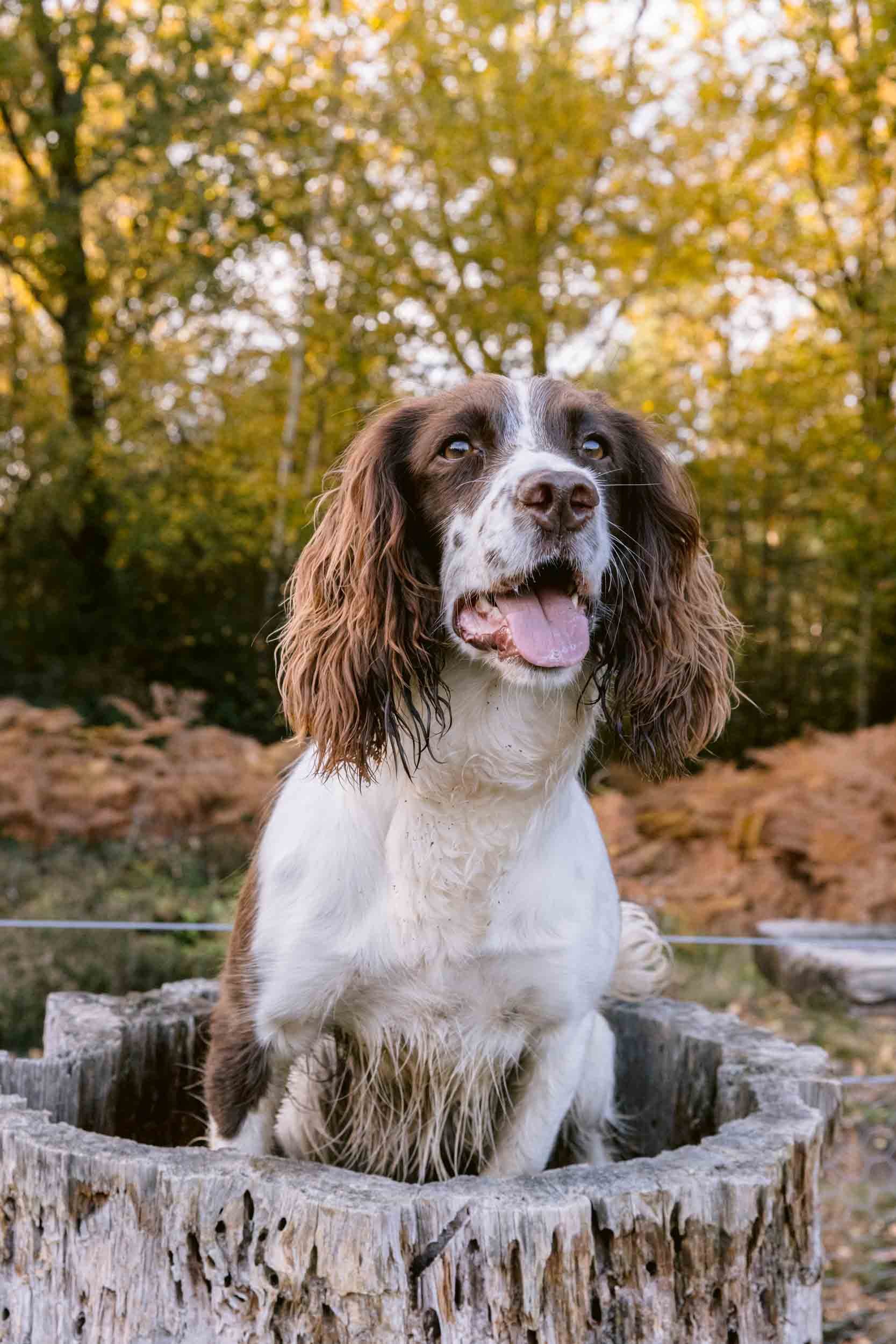 Natural light dog portrait taken by London and Surrey pet photographer
