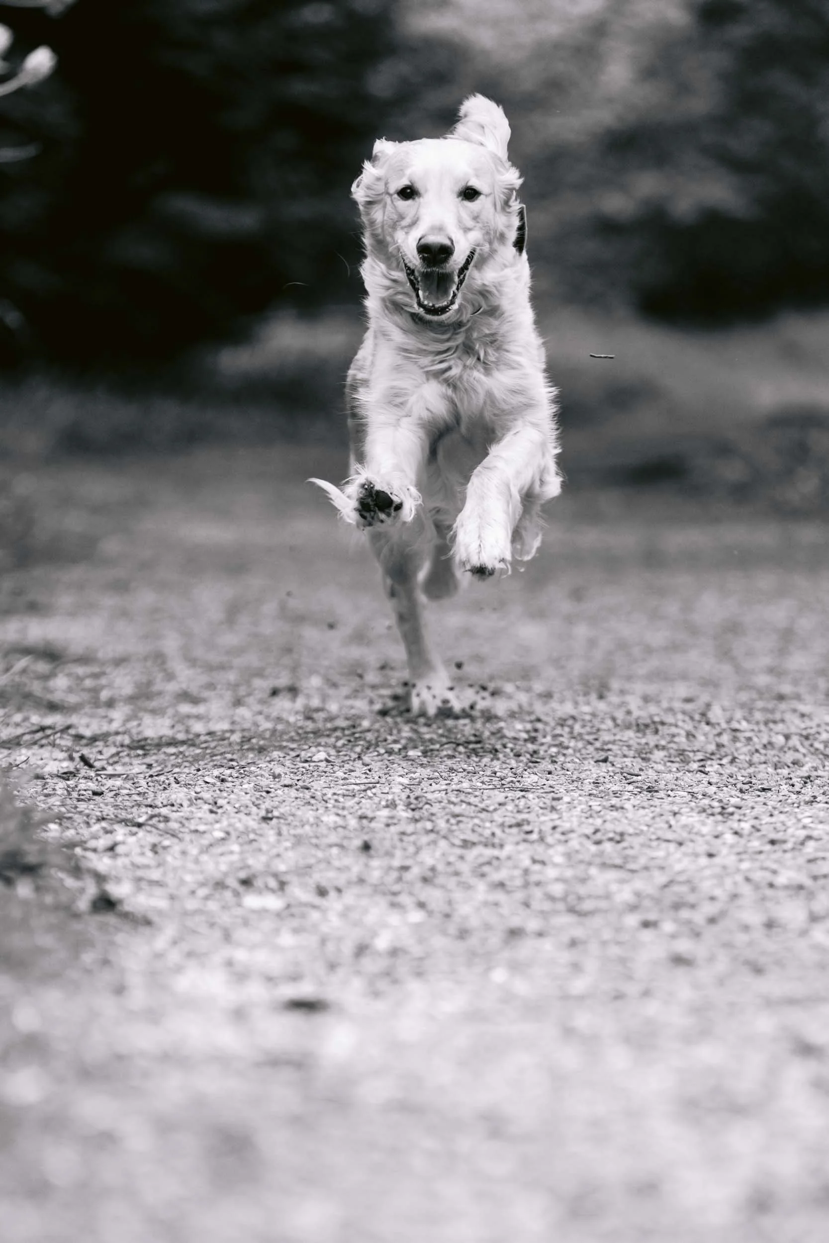 A golden retriever running during a dog photo session in Richmond park, London