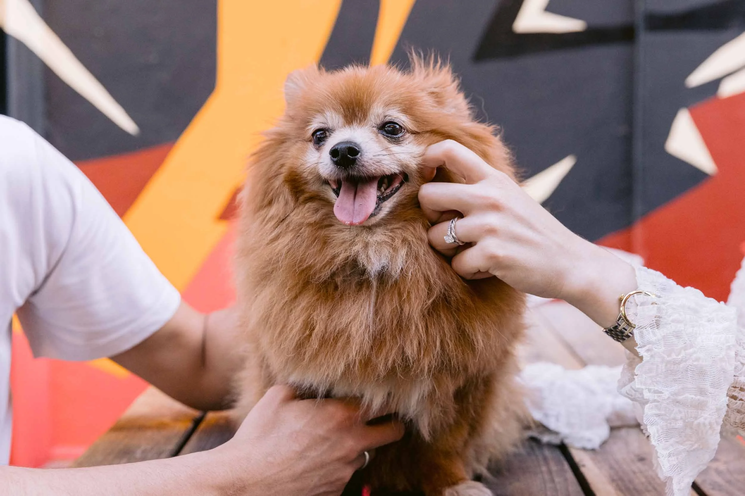 Portrait of a pomeranian sitting in a pub in Clapham Common