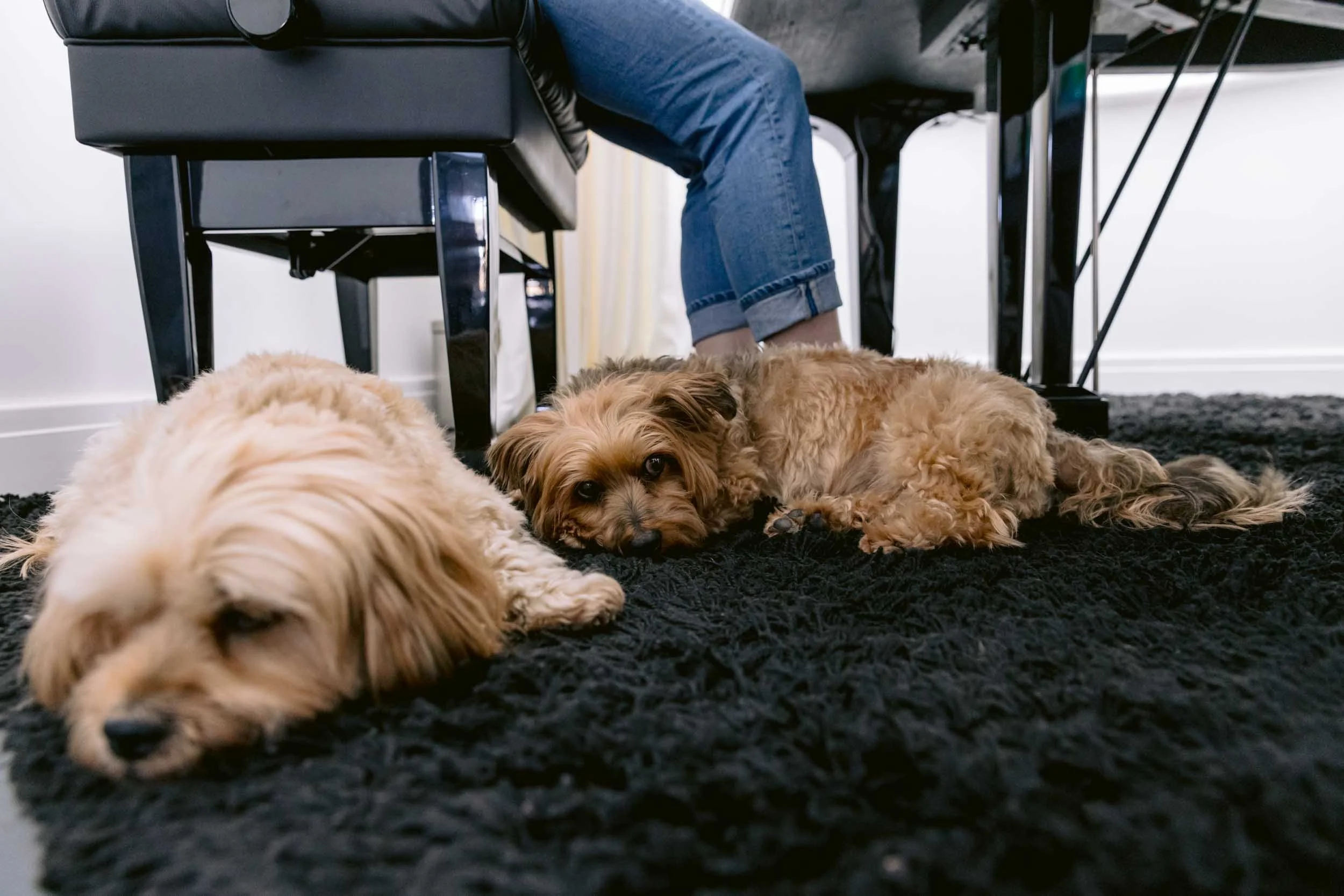 Pet lying next to owner playing the piano during a senior dog photo session