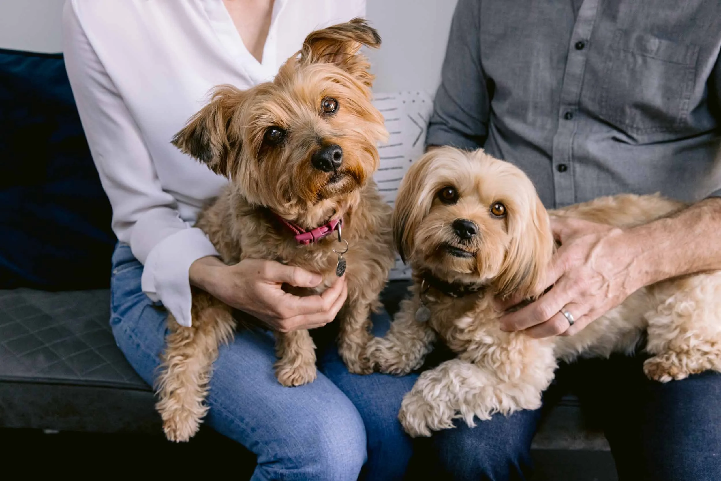 Family portrait during an end-of-life pet photography session in South London, capturing the bond between a beloved dog and her owners.