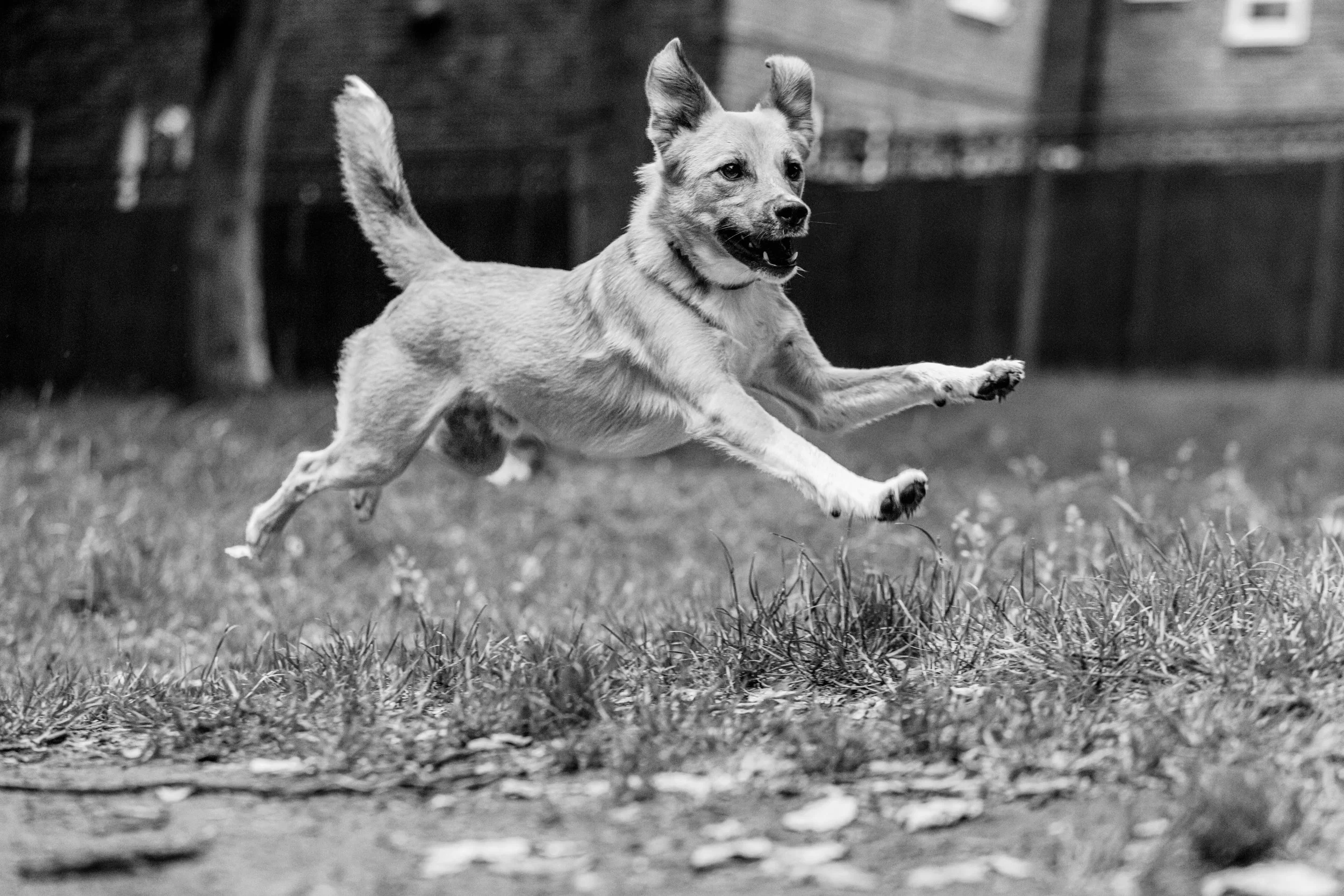 Dog jumping during a newborn and dog photo session in Putney, London
