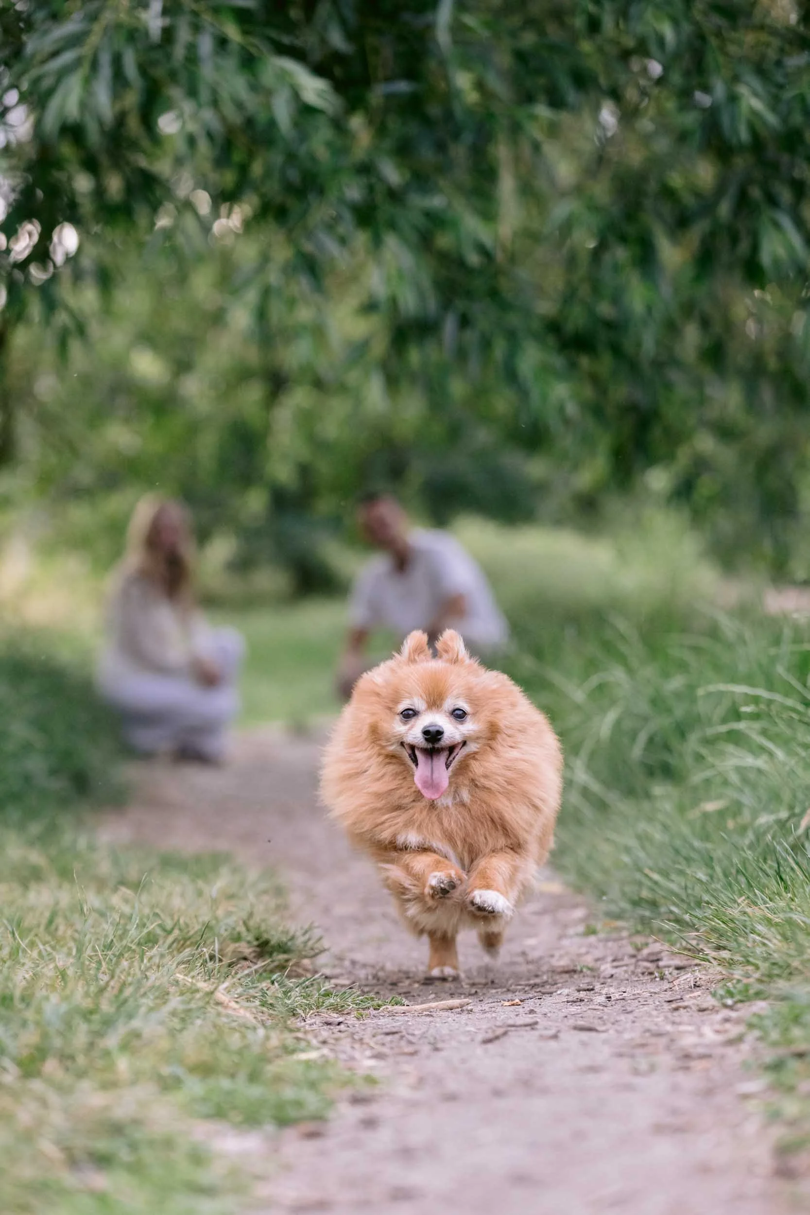 Pomeranian running on a path in Clapham Common with couple watching behind them