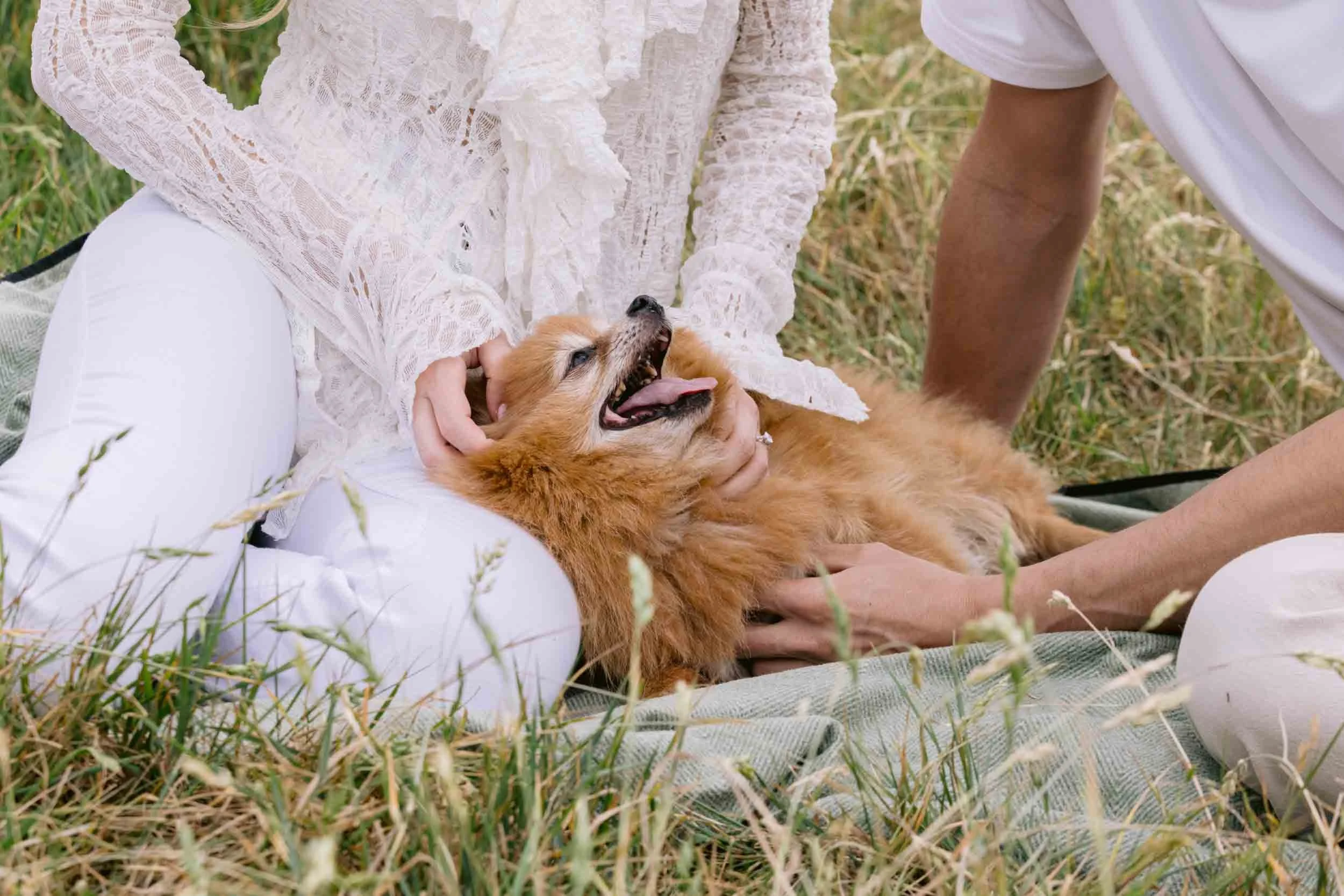 Couple cuddling a pomeranian on Clapham Common