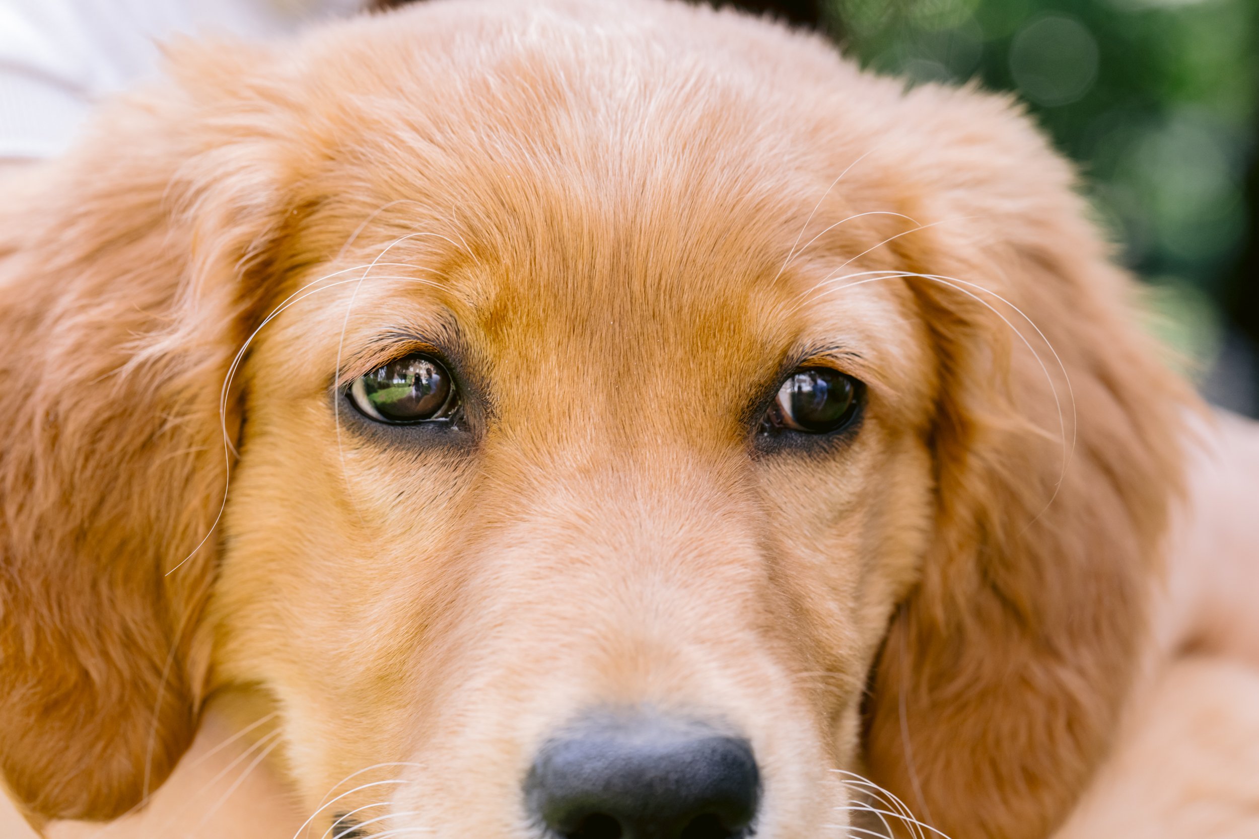 A portrait of a puppy during a puppy photo session in Chelsea, London