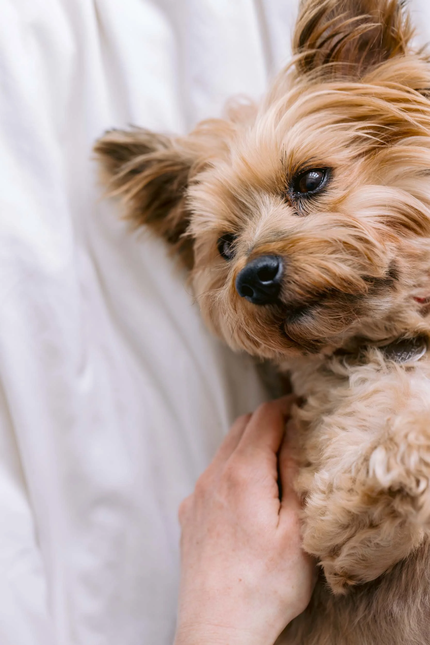 Owner cuddling their dog during an end-of-life dog photography session in South London