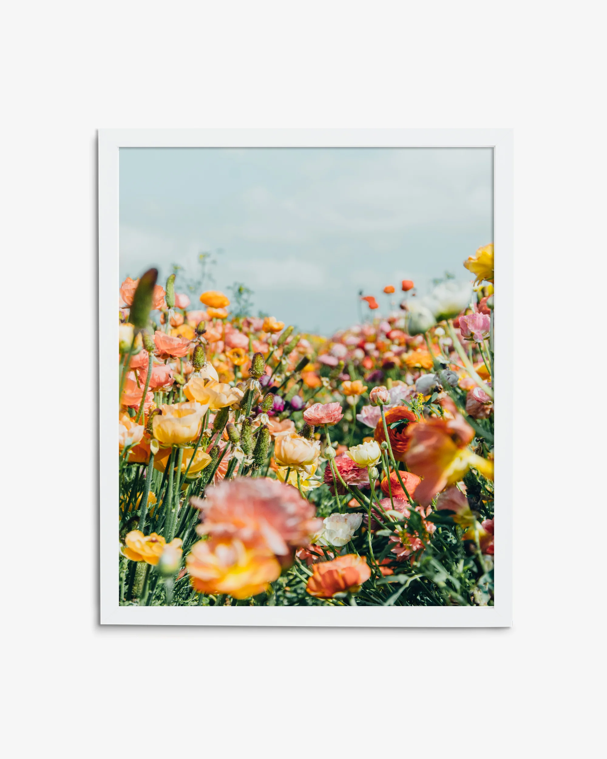 Augustine-framed.jpg