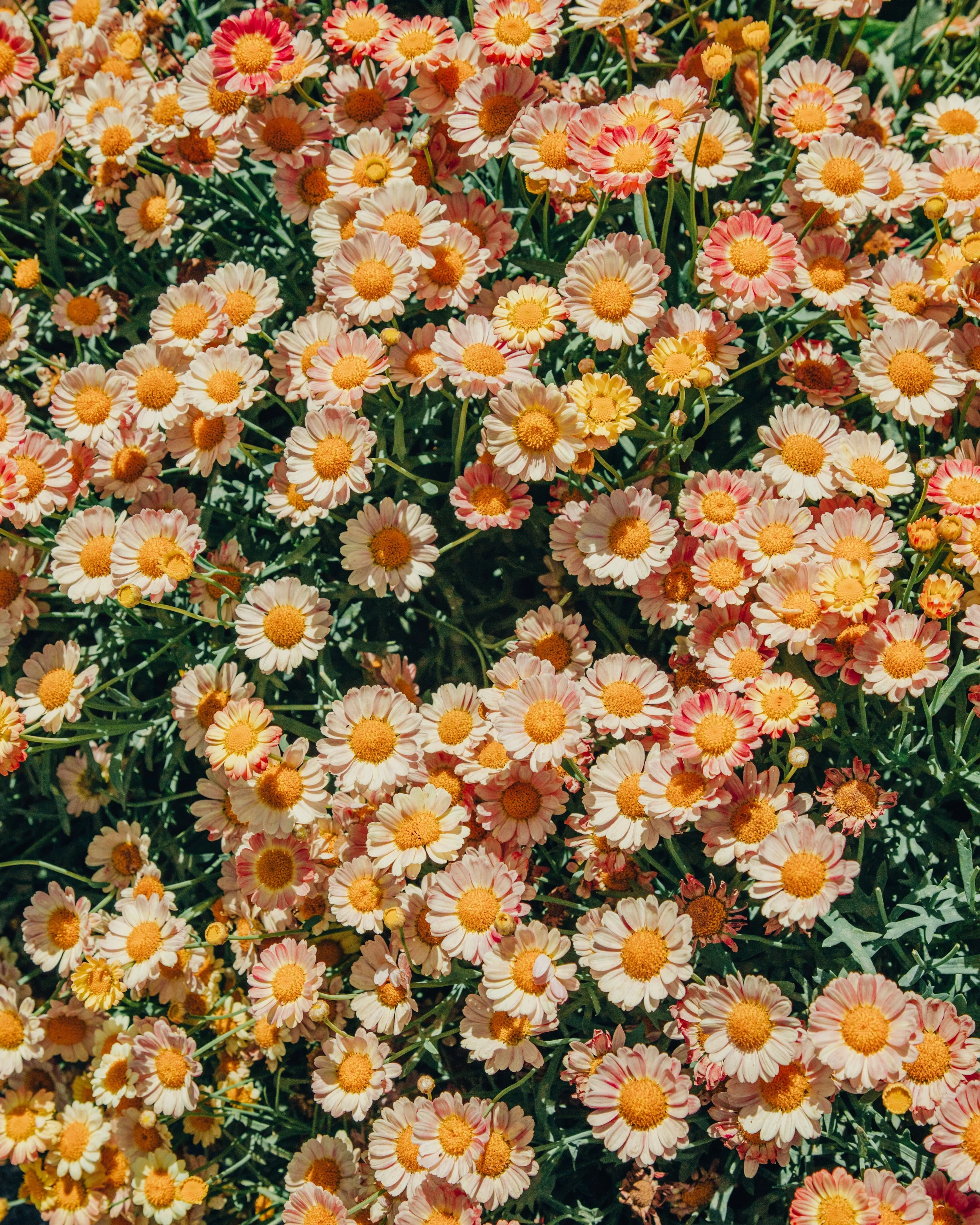 flowerfielddaisythumbnail.jpg