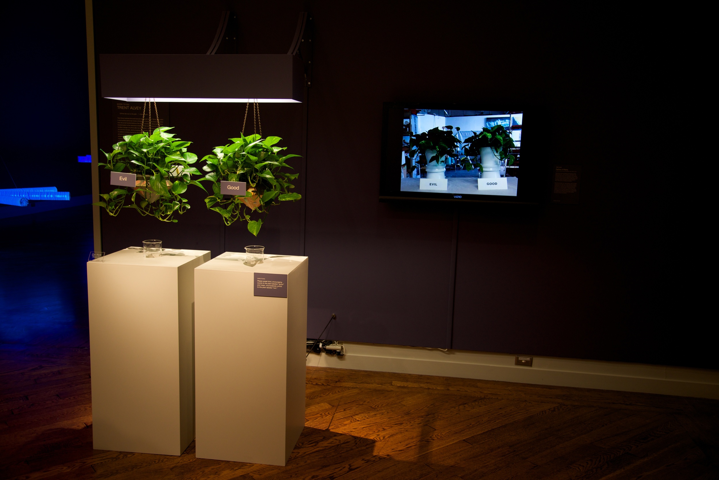 Pathos of Plants: Two Pothos Plants labeled 'Good' and 'Evil' are photographed every hour. The images are compiled into a time lapse video over the four month exhibit period. Positive and negative reinforcement is encouraged.