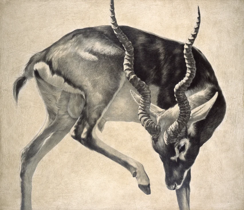 Blackbuck I / Antilope cervicapra / 2007 / 77 x 90 cm / Pencil on panel