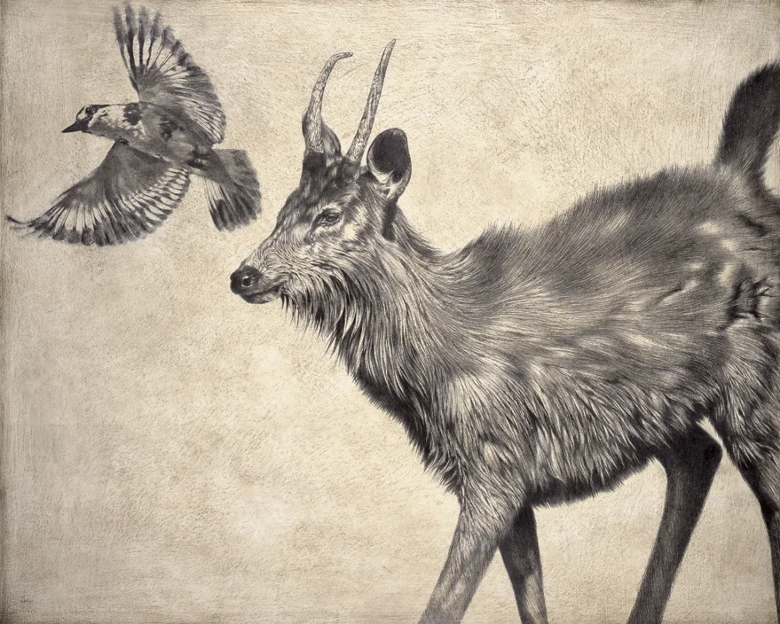Sambar I / Rusa unicolor / Pied Kingfisher / Ceryle rudis / 2007 / 80 x 100 cm / Pencil on panel