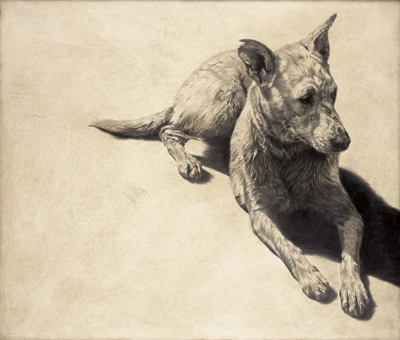 Dog I / Canis familiaris / 2007 / 76 x 90 cm / Pencil on panel