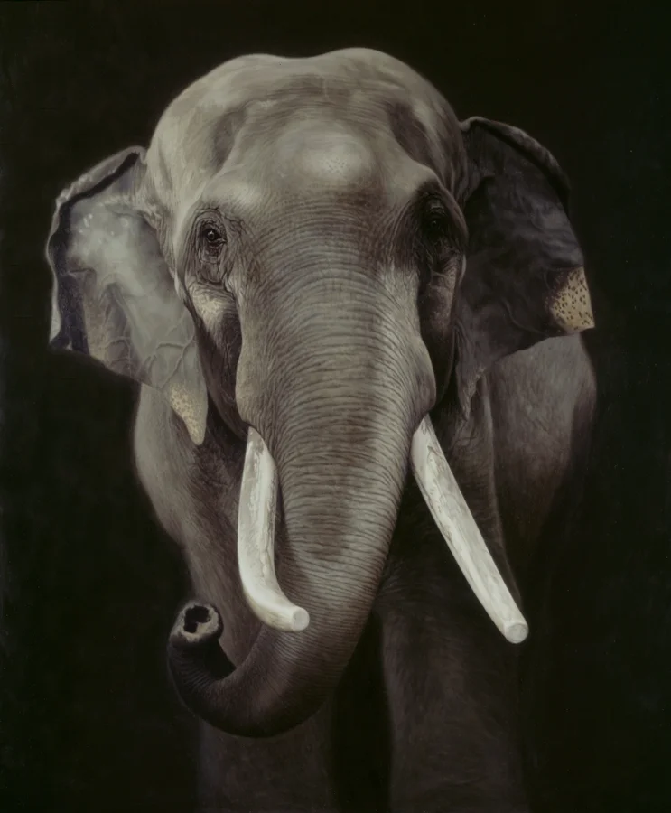 Indian Elephant I / Elephas maximus indicus / 2007 / 90 x 75 cm / Oil on panel