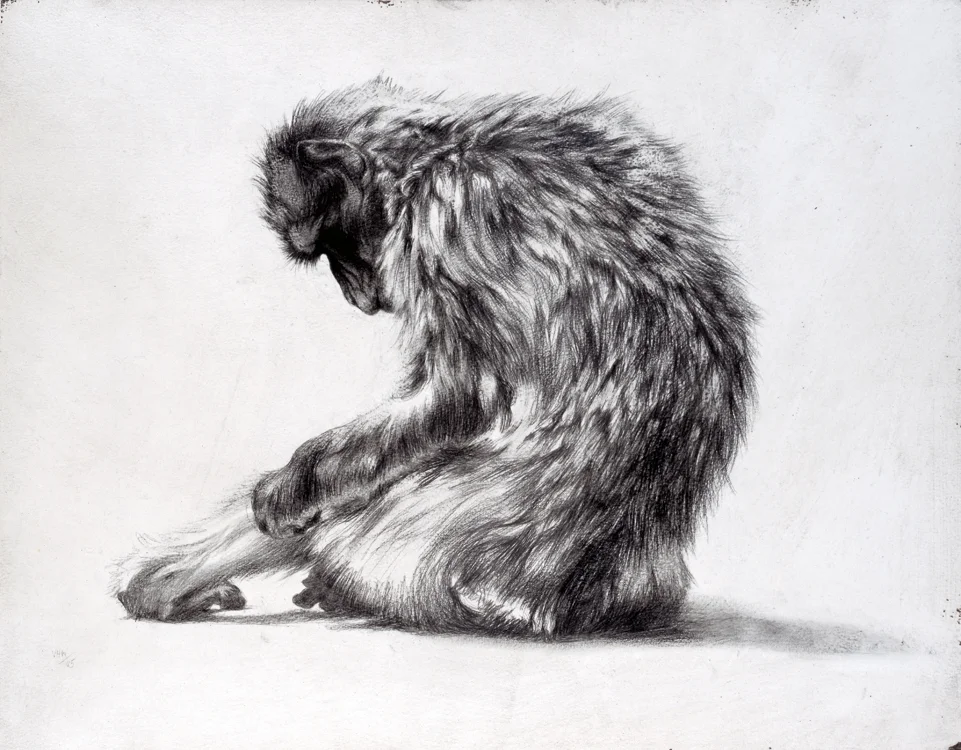 Barbary Macaque I / Macaca sylvanus / 2005 / Pencil on board