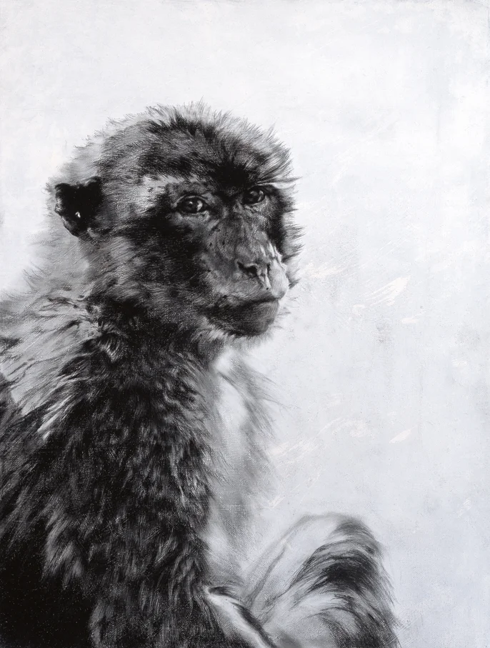 Triptych: Barbary Macaque I / Macaca sylvanus / 2005 / Pencil and oil on linen on board