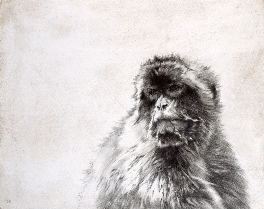 Barbary Macaque II / Macaca sylvanus / 2005 / Pencil on board