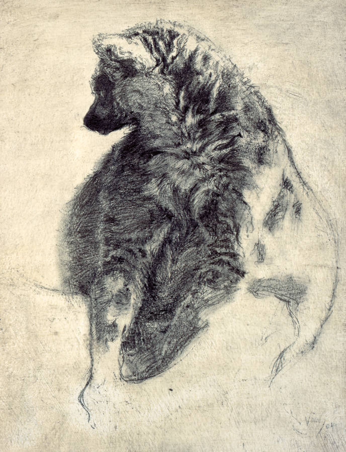 Ring-tailed Lemur I / Lemur catta / 2004 / Pencil on board