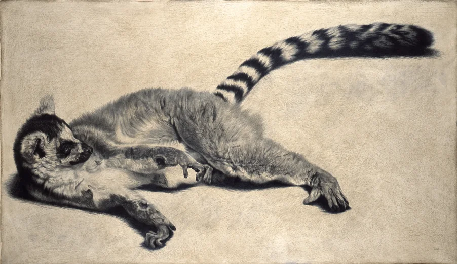 Ring-tailed Lemur II / Lemur catta / 2008 / 70 x 122 cm / Pencil on panel