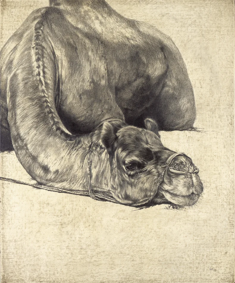 Dromedary Camel I / Camelus dromedarius / 2007 / 56 x 46 cm / Pencil on linen on board