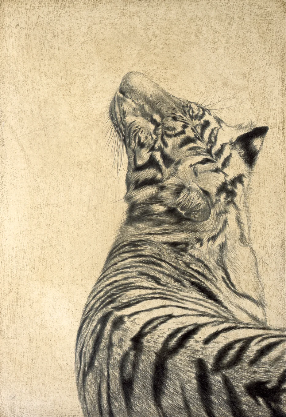 Bengal Tiger I / Panthera tigris tigris / 2007 / 66 x 46 cm / Pencil on linen on board
