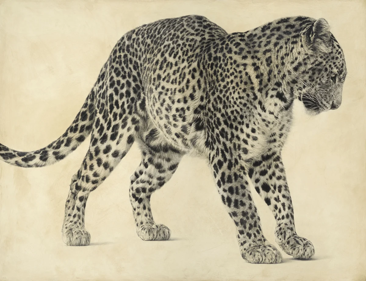 Sri Lankan Leopard I / Panthera pardus kotiya / 94 x 122 cm / Pencil on panel