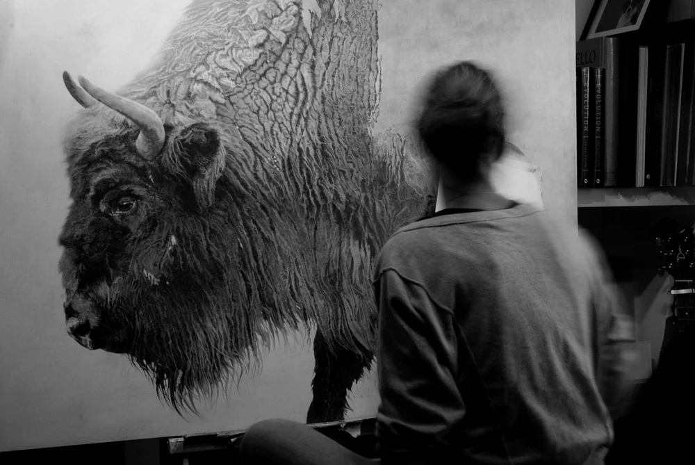 European Bison I