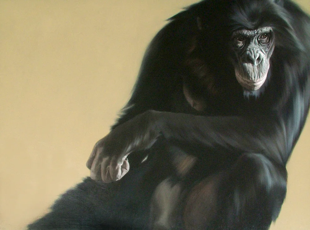 Bonobo I / Pan paniscus / 2006 / 55 x 74 cm / Oil on linen on panel