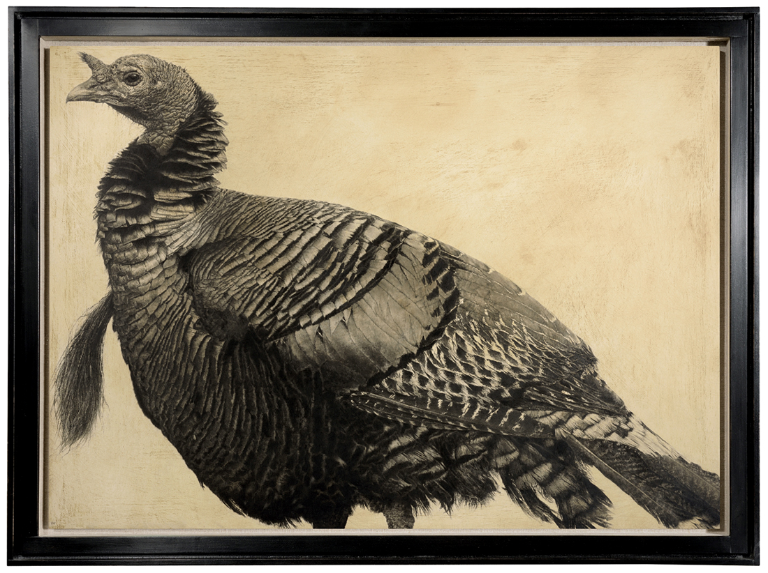 Bronze Turkey I / Meleagris gallopavo / 50 x 70 cm / Pencil on panel