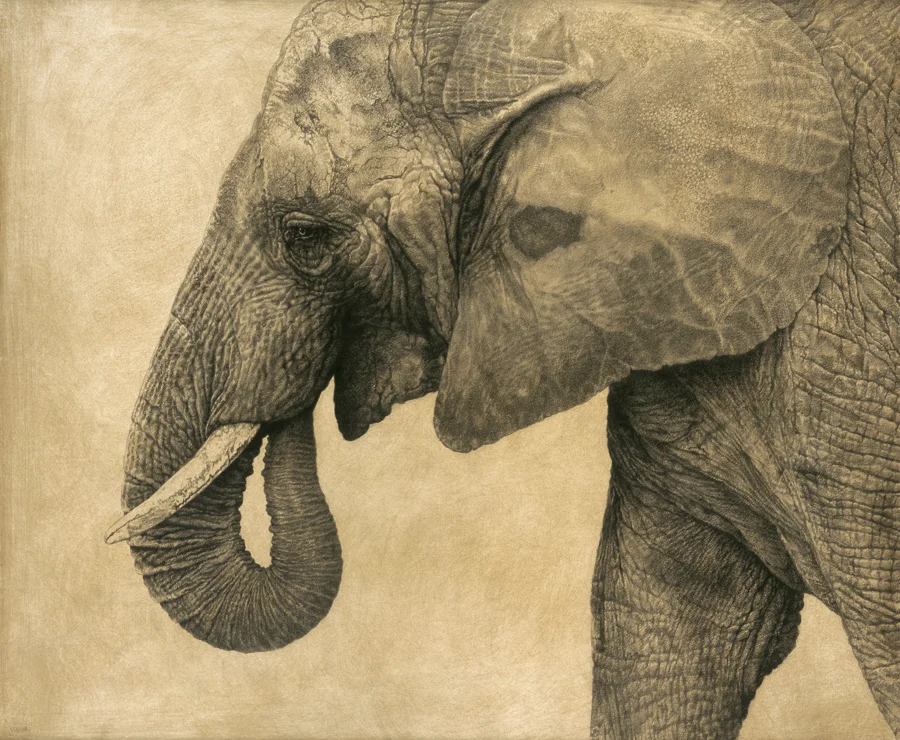 African Bush Elephant I / Loxodonta africana / 2008 / 52 x 61 cm / Pencil on panel