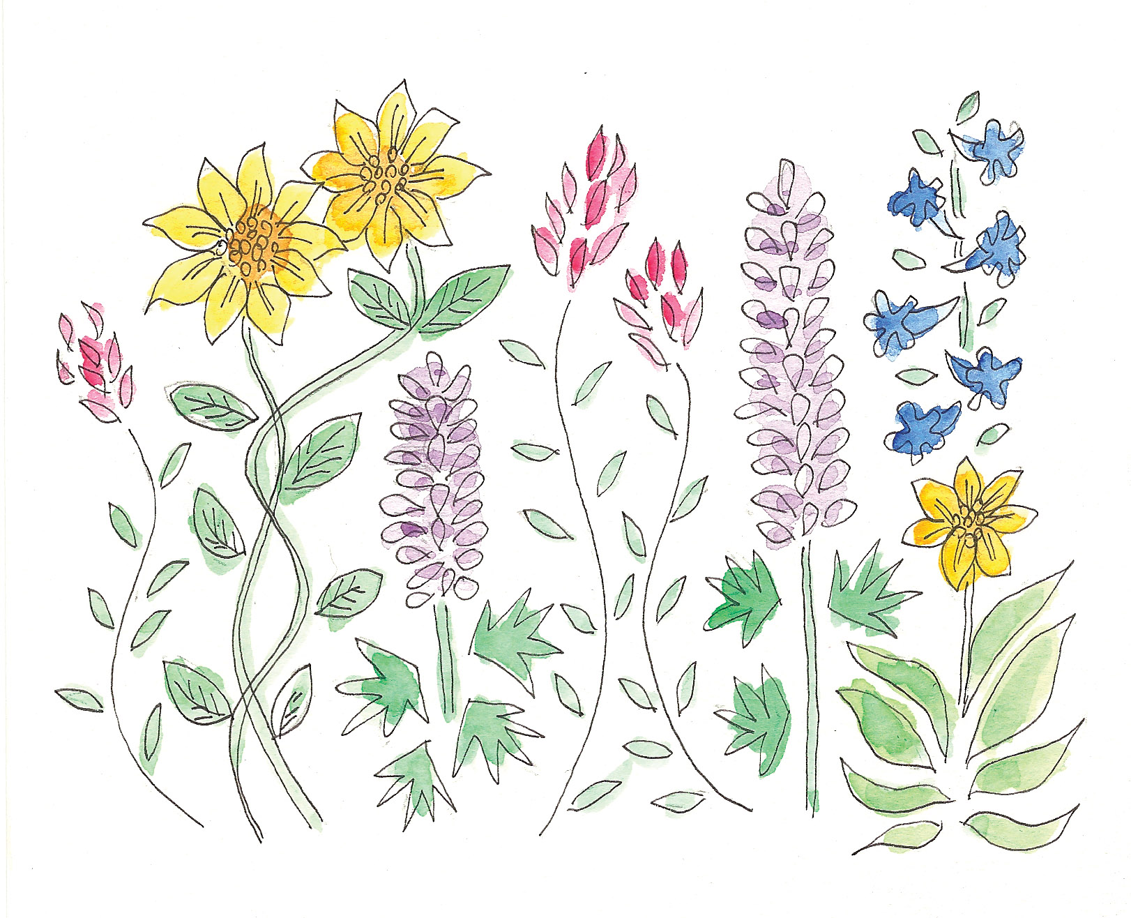 more wildflowers.jpg