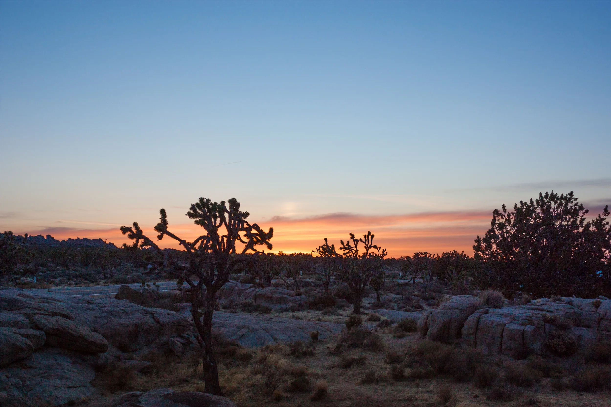 mojave (7).jpg